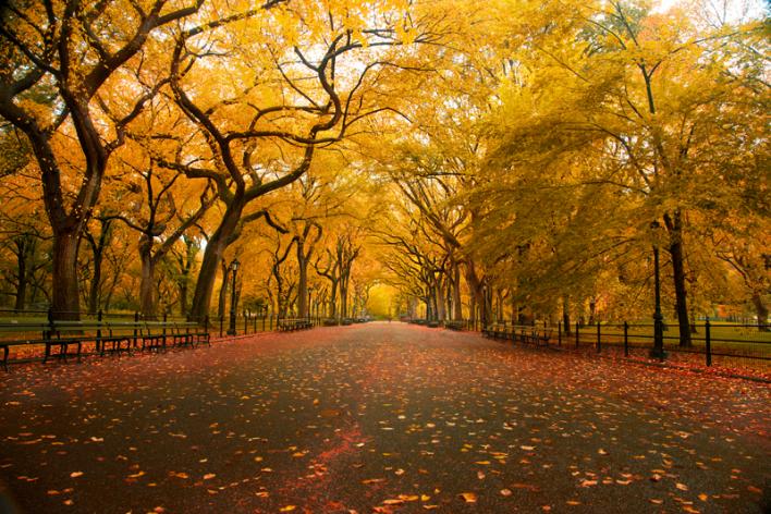 Fall in Central Park