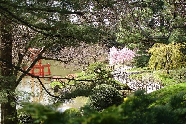 Cherry Blossom at Brooklyn Botanical Garden