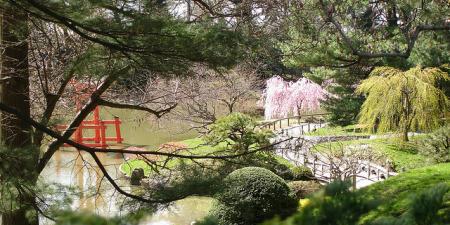 Cherry Blossom at Brooklyn Botanical Garden
