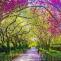 Spring in Central Park